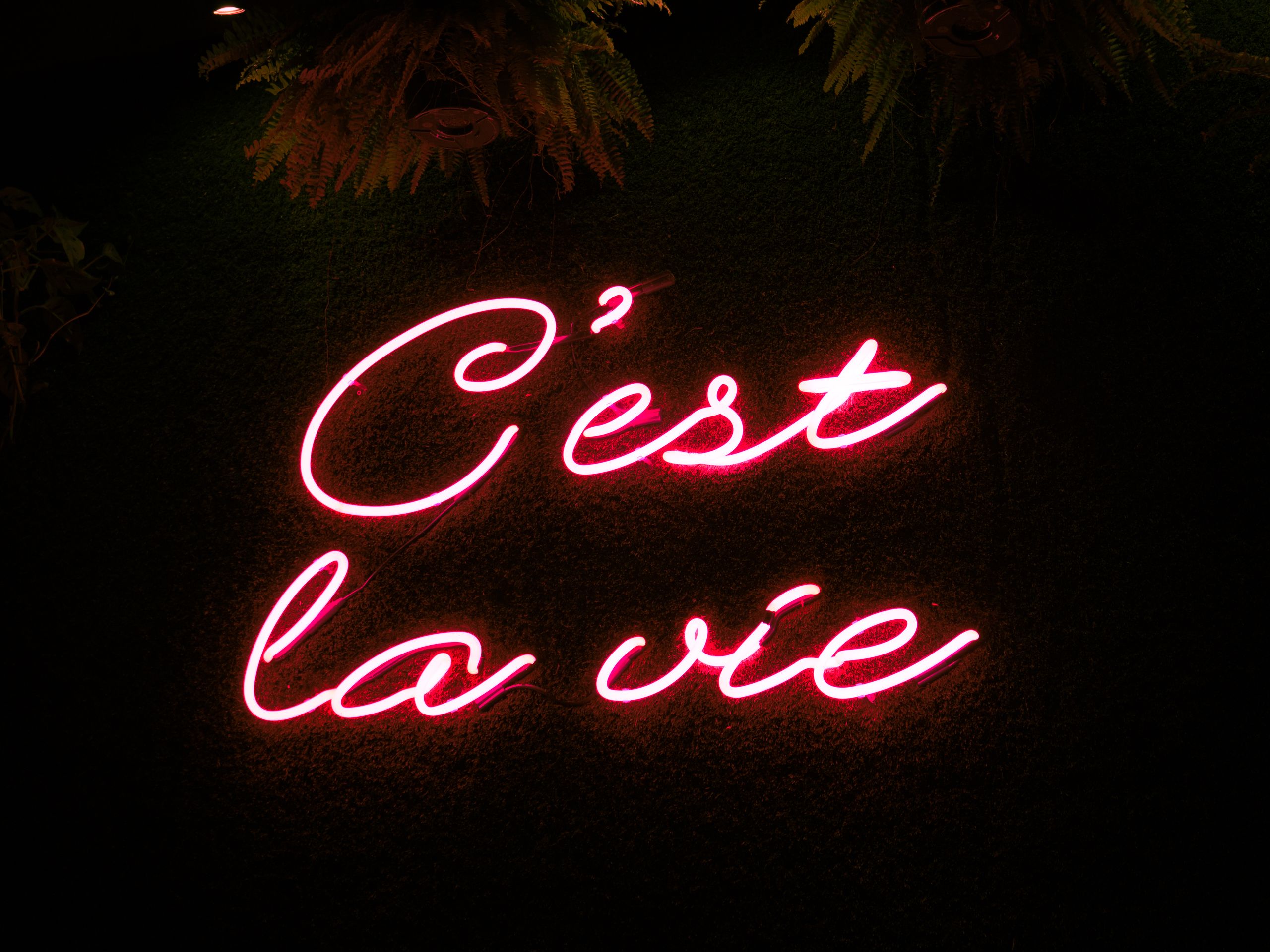 Bright neon sign with 'C'est la vie' phrase in Montreal. Perfect for urban and nightlife themes.